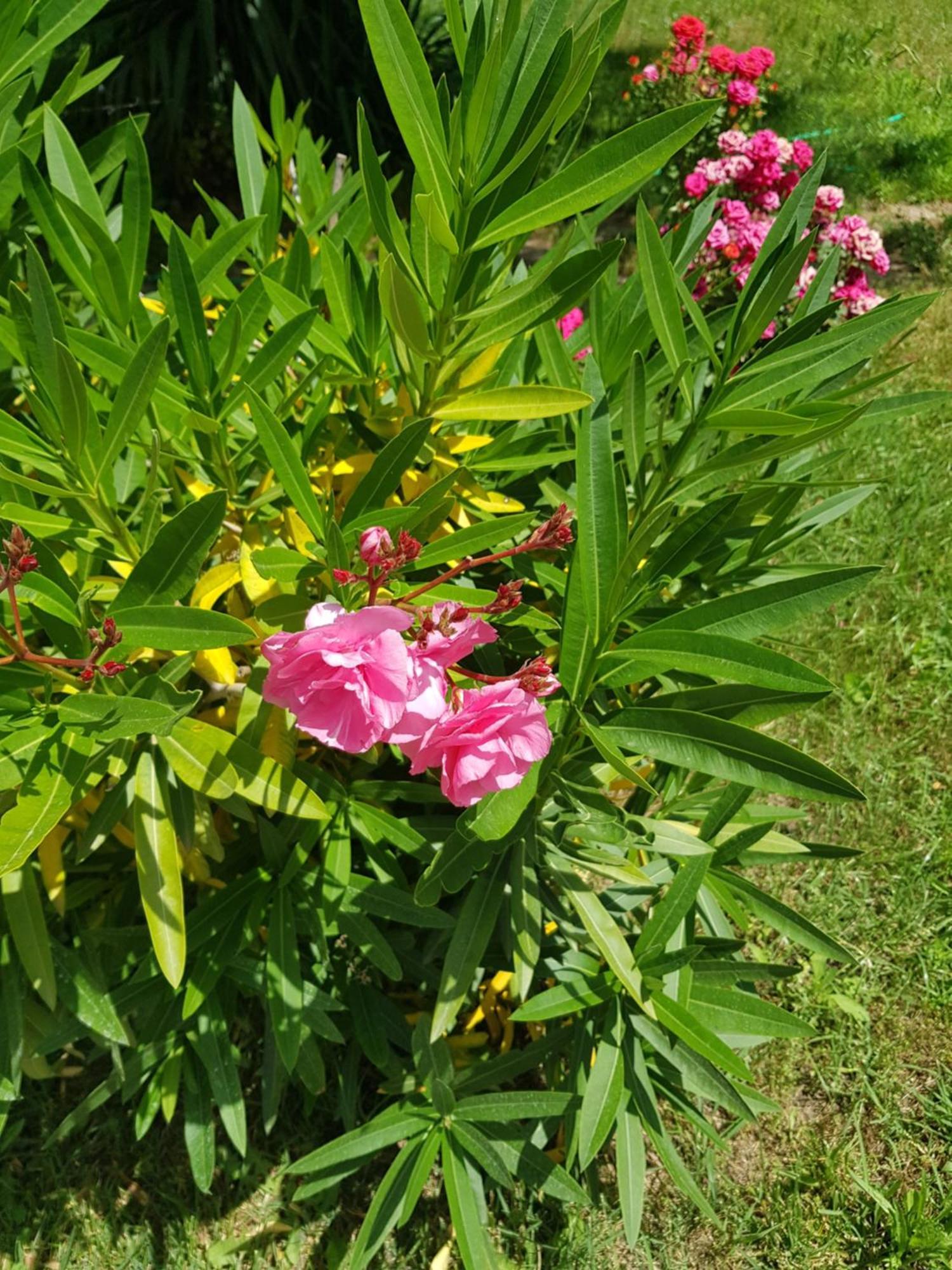 Double or Twin Room Garden View