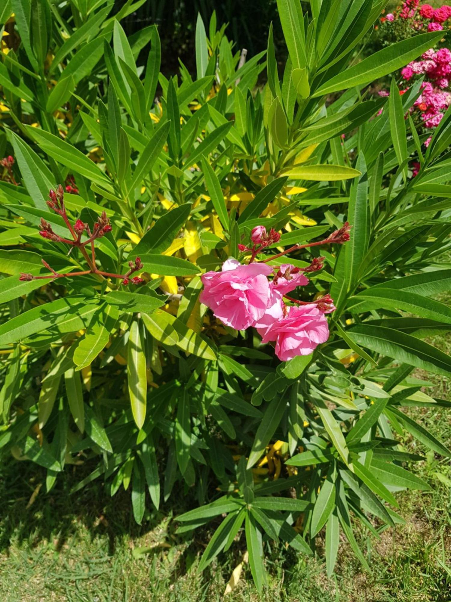 Double or Twin Room Garden View