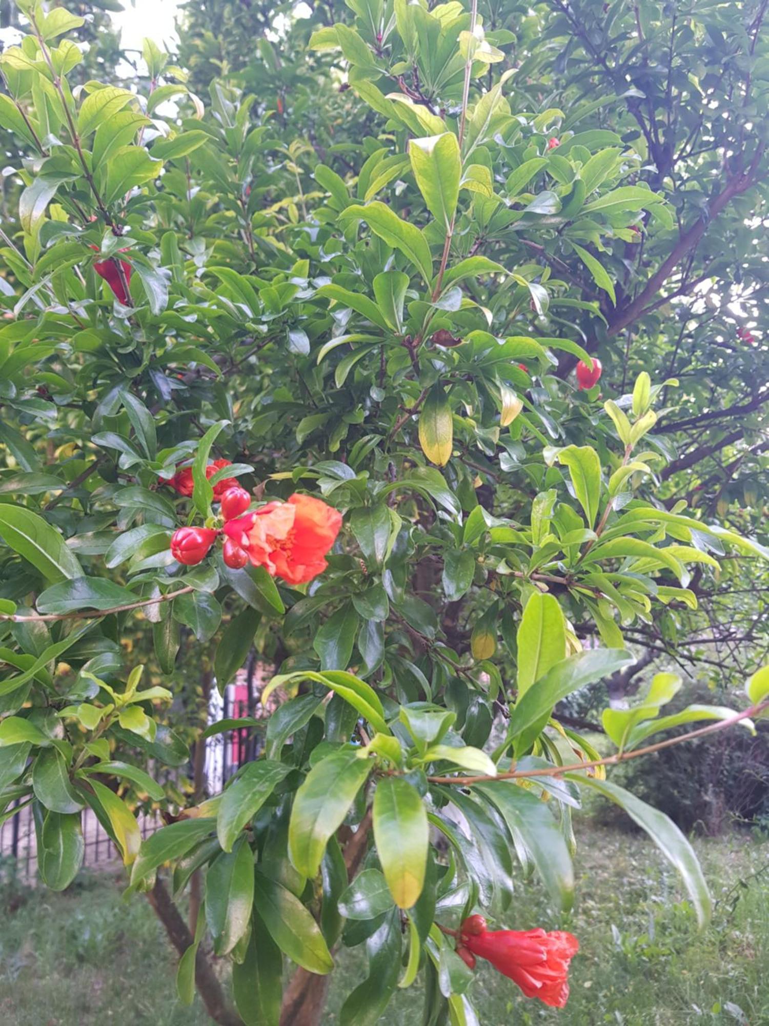 Double or Twin Room Garden View