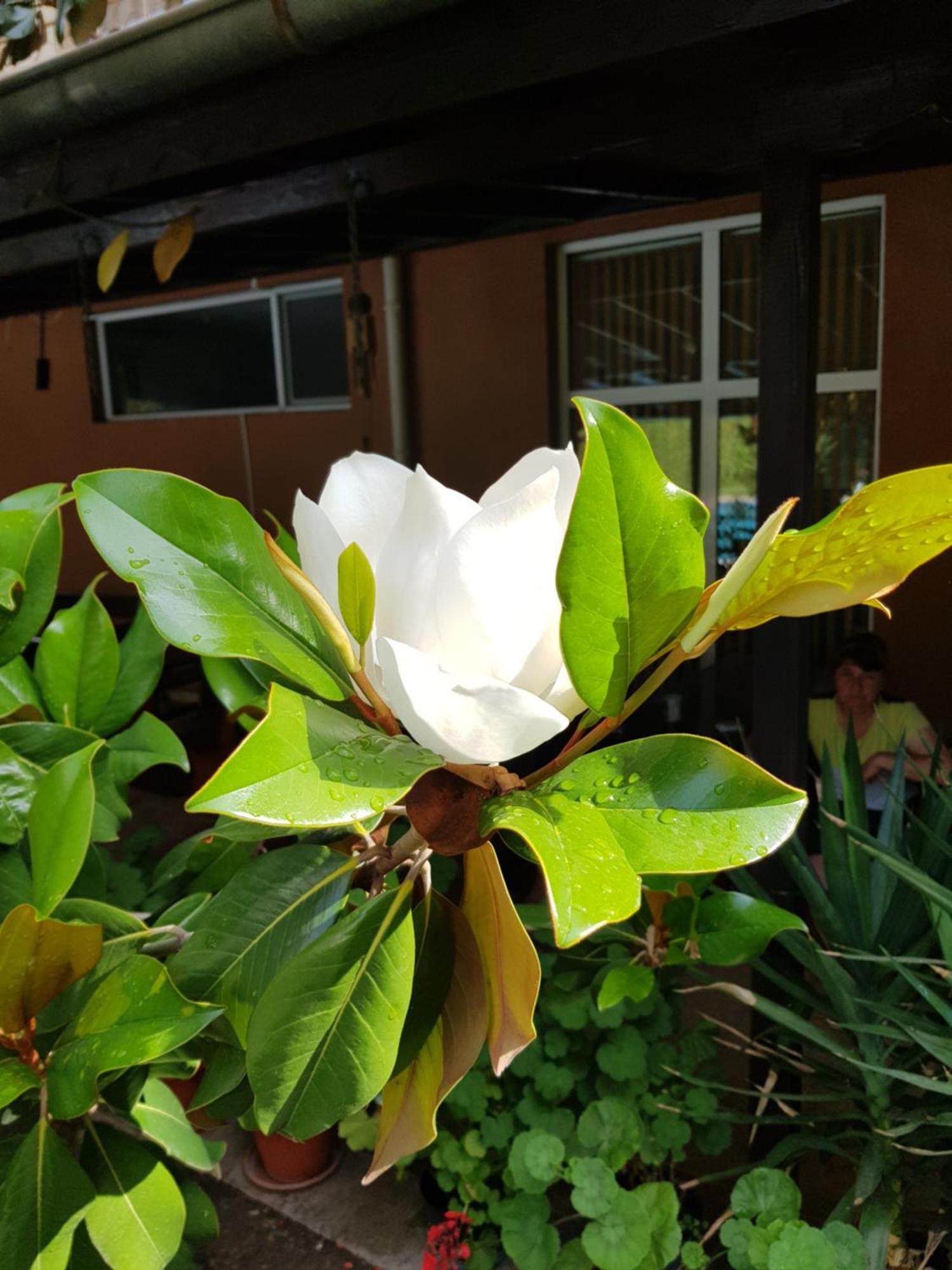Double or Twin Room Garden View