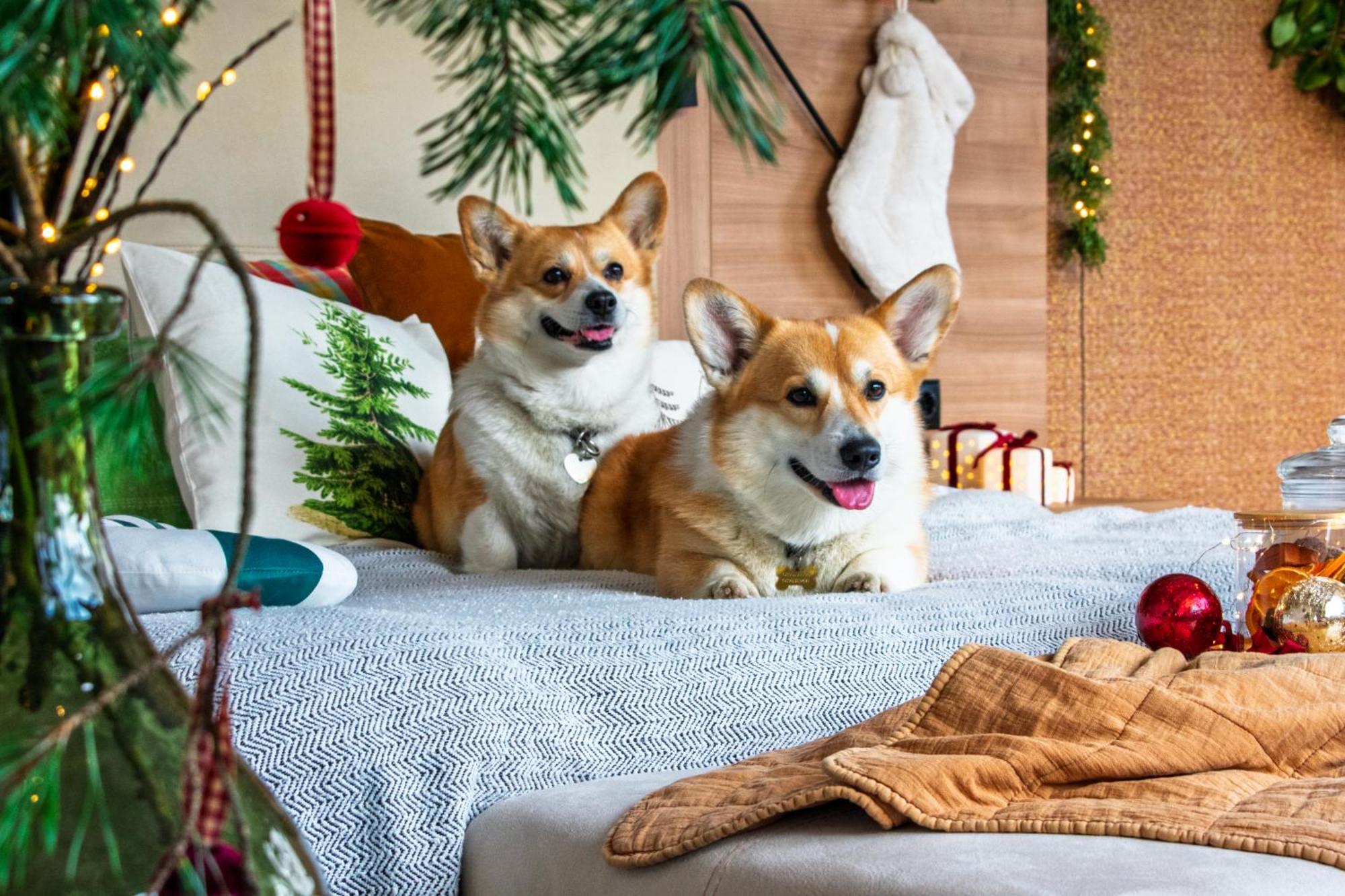 Suite Christmas