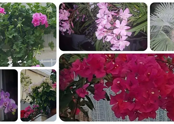 Guest House Margarita Pomorie